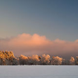 Winter Tree's