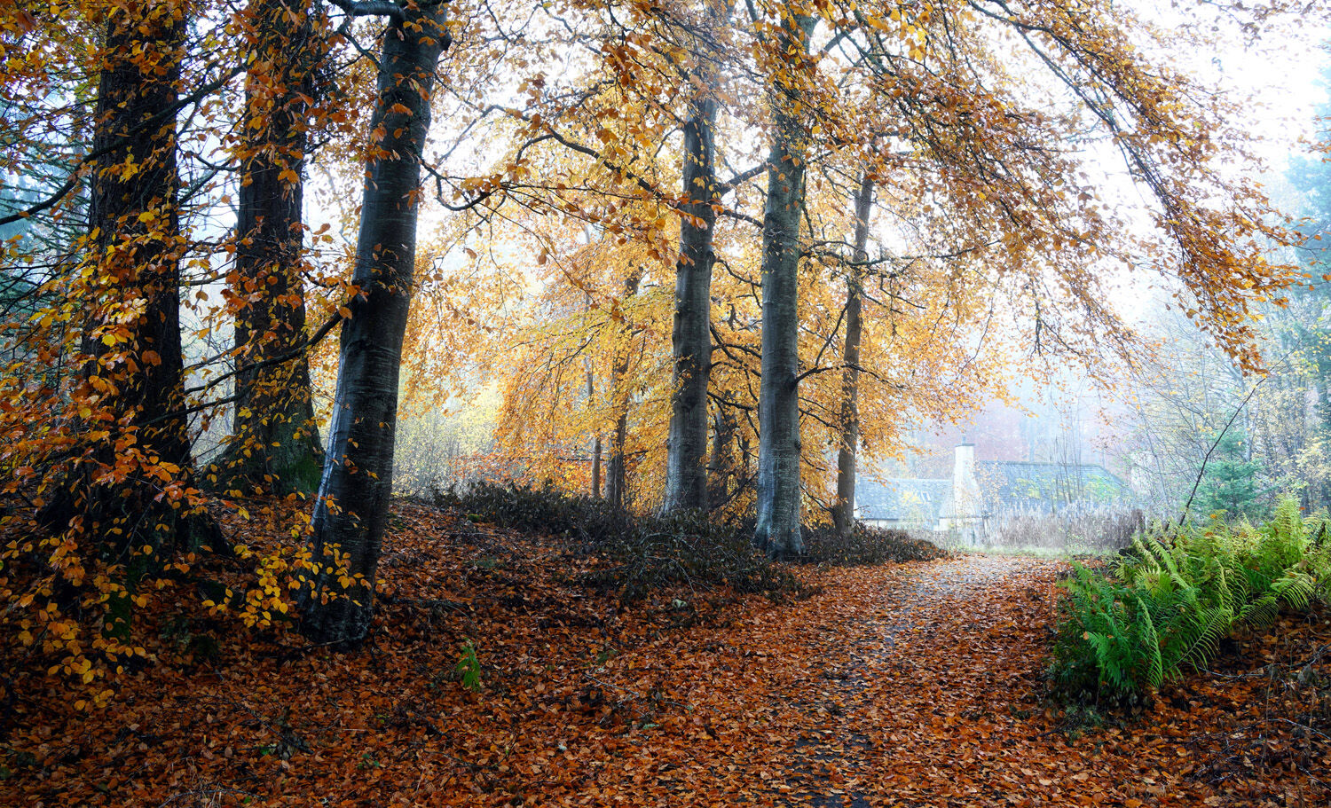 AUTMN MIST AT TALLYSOW