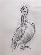Life study of a preening pelican