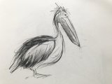 Pelican