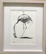 Life study of a feeding flamingo