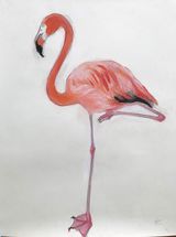 Snoozing flamingo