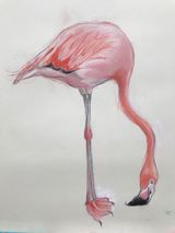 Feeding flamingo