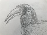 Portrait study of a hornbill