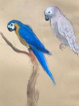 Study of macaws