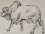 Boran cow, Kenya, unframed