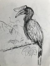 Hornbill study