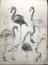 Live studies of flamingos