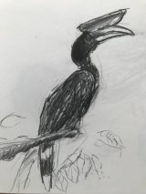 Study of a Rhinoceros hornbill