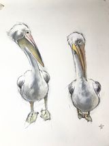 Preening pelicans