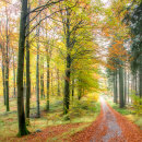 Hvalsø skov 2