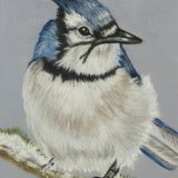 Blue Jay. Sue Cartwright