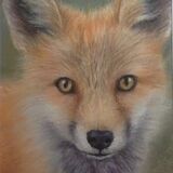 Jeni Taylor. '' Fox Cub'' Pastel. Framed. 10''x12'' £55