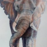 Sandra Jackson. Elephant. Mixed