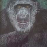Untitled Linda Davies