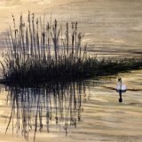 Early Morning Swim. Gill Benjamin