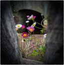 The Dip Hole<br>Christine Woolcock
