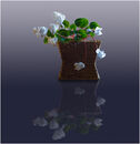 Cyclamen