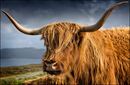 Scottish Beef