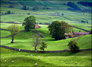 Wensleydale Fields