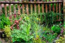 The Wildlife Garden<br>Mike Woolcock