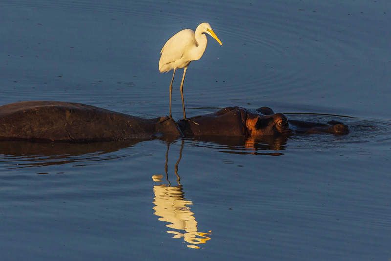 Hippo Surfing Egret