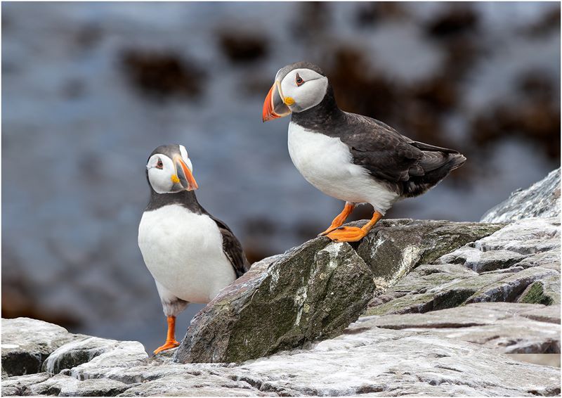 Two Puffins