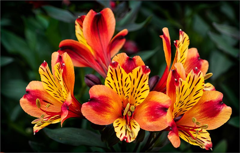 Alstroemeria