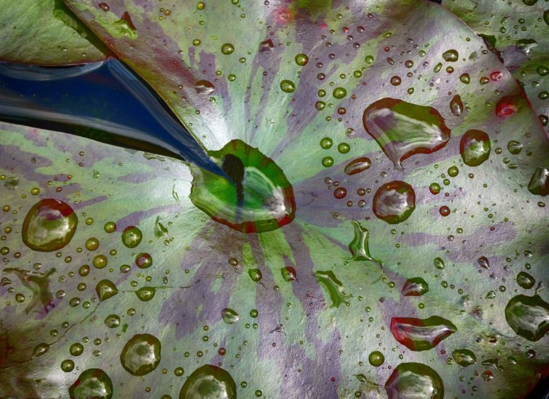 Tadpole pool