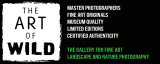 Fine Art Prints - The Art of Wild