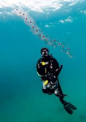 salps