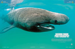 Basking sharks