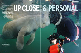 florida manatees