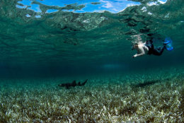 snorkelling advice