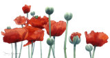 Poppies 2