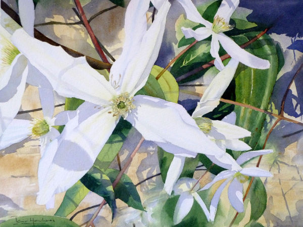 Clematis armandii