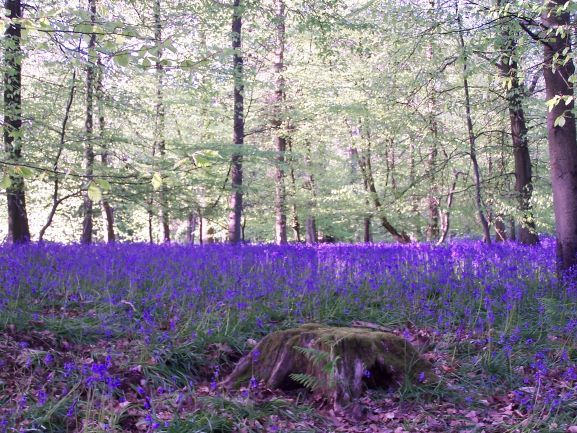 A Carpet Of Bluebells