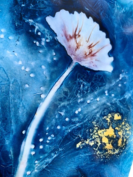 SHOP - Cyanotype Prints