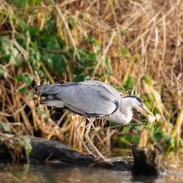 Grey Heron (Ardea cinerea)