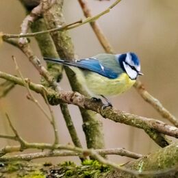 Blue Tit (Cyanistes caeruleus)