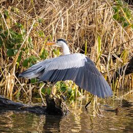 Grey Heron (Ardea cinerea)