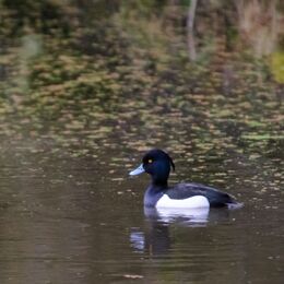 Tufted Duck (Aythya fuligula)