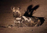 AFRICAN HUNTING DOG AT NIGHT, ZAMBIA