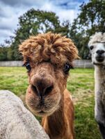 ARE YOU LOOKING AT ME