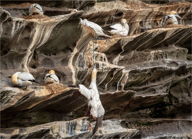 A TRAGIC CHOICE OF NESTING MATERIAL