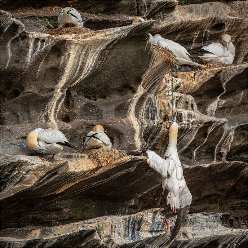 A TRAGIC CHOICE OF NESTING MATERIAL