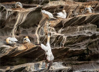 Chairman's Challenge 2025-26