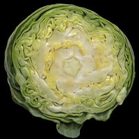 BRUSSELS SPROUT