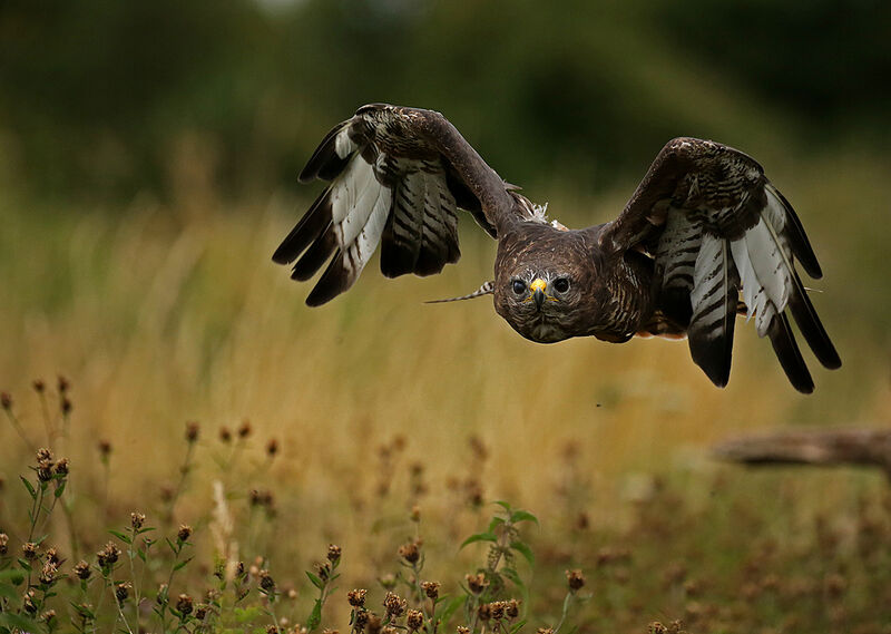 BUZZARD (Buteo buteo)