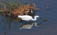 EGRET FISHING